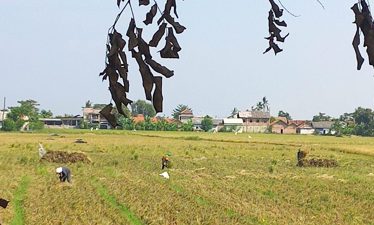 Jaga Produksi Pangan, Distan Kabupaten Bekasi Intensifkan Antisipasi Kekeringan