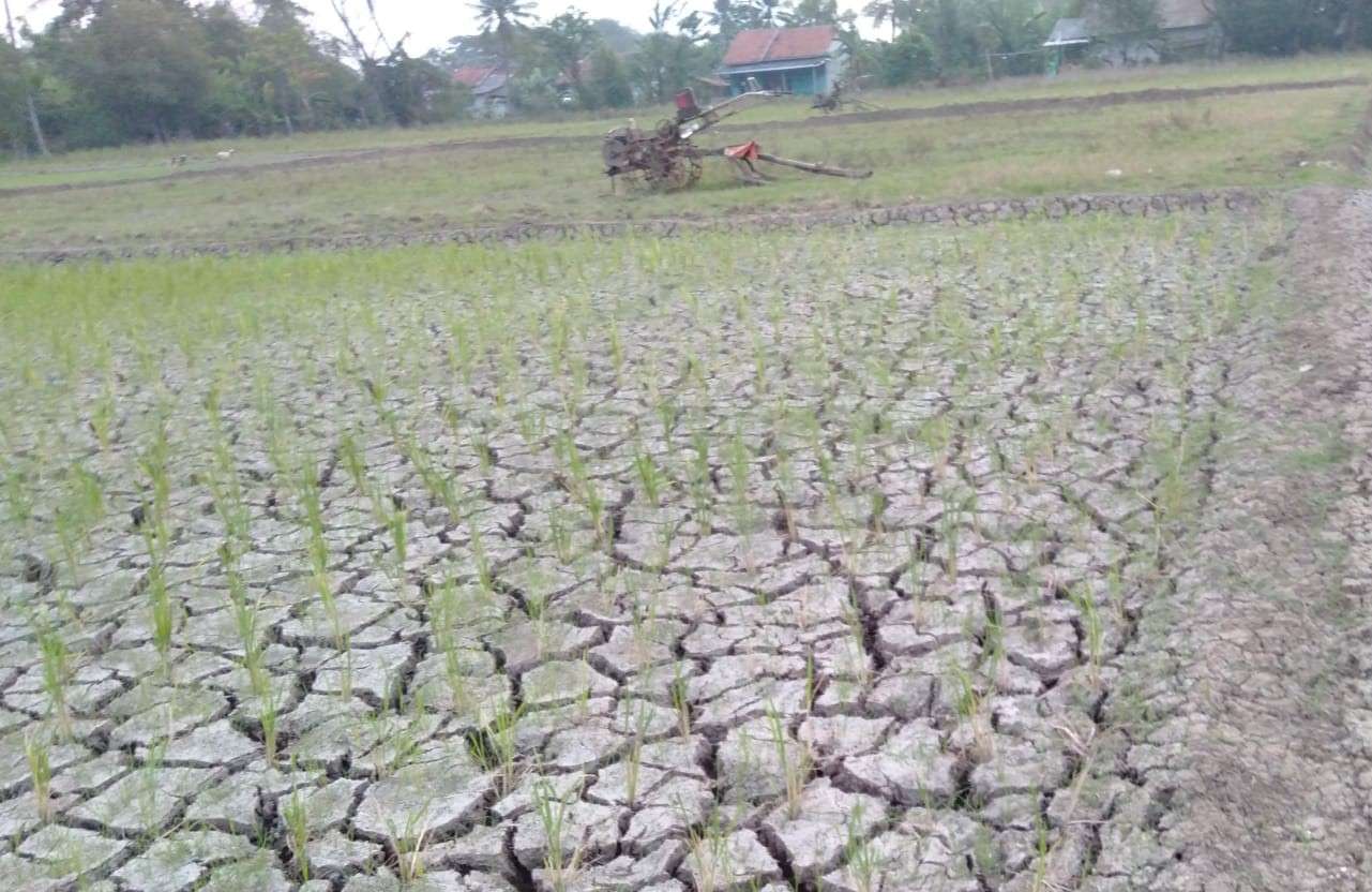 Dinas Pertanian Mitigasi Dampak Kemarau Fenomena El Nino